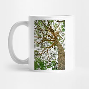 Towering Tree, Cavtat Mug